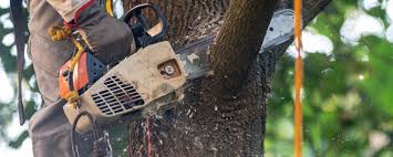 Leaf Removal in Sterling City, TX