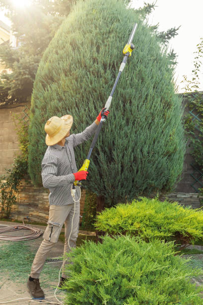 Best Tree Preservation Services  in Sterling City, TX